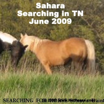 SEARCHING FOR HORSE Sonny`s Dainty Duster, Near Cedar Hill, TN, 37032